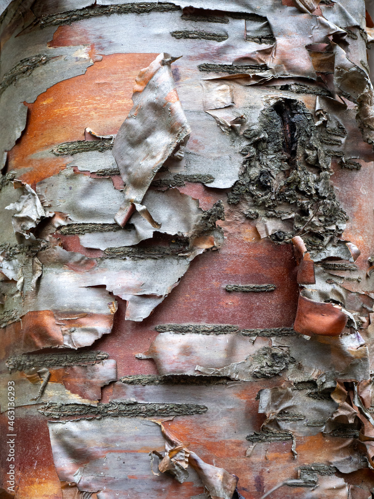 Poster uneven layered reddish-brown texture of bird cherry bark. thin layers of bark hang from the tree. ve