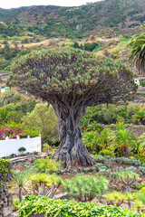 Fototapeta na wymiar Tree called Drago, endemic to Tenerife, Canary Islands.