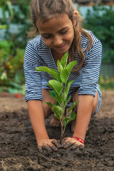 The child is planting a plant in the garden. Selective focus.