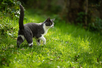 Domestic cat in a summer meadow