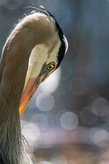 A Heron in the Early Morning Sunrise