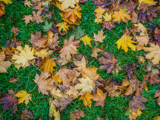 Brown and yellow autumn leaves on the grass