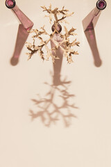 Dried branch in a vase on pastel sunlit beige background with shadow. Minimal style sunlit composition. Nature concept. Top view