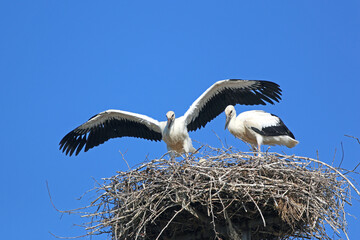 storks in their nest	