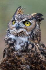 The Stare of an Owl