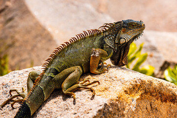 Close up of green iguana, Latin name Iguana iguana, in the south Florida. Iguanas are not native to Florida.