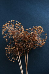 Dry flowers allium on dark blue  background  top view. Floral card. Poster - obrazy, fototapety, plakaty