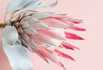 Protea flower close up on pink background. South African light pink King Protea. Floral card. Poster - obrazy, fototapety, plakaty