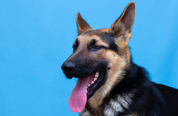 German Shepherd Dog portrait in front of blue background