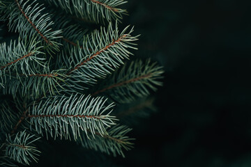 Fluffy branches of a fir-tree. Christmas wallpaper or postcard concept.