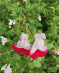 Close up of red hot lips red and white salvia and green foliage