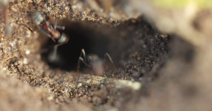 Black and red ants at their nest