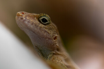 Mirada de un lagarto