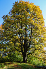 Old oak with yellow leaves in autumn
