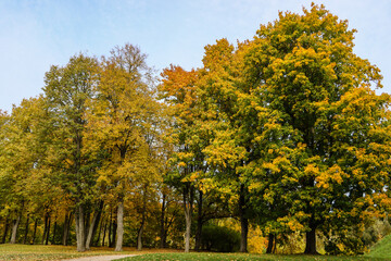 Trees in the park with colorful leaves in autumn