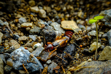 European Earwig Forficula Auricularia Linnaeus