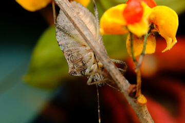 Brown Marmorated Stink Bug