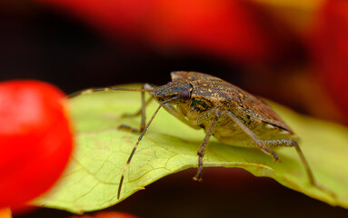Brown Marmorated Stink Bug