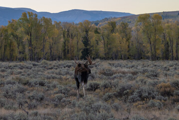 Bull Shiras Moose in Autumn in Grand Teton National Park Wyoming