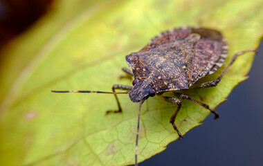 Brown Marmorated Stink Bug