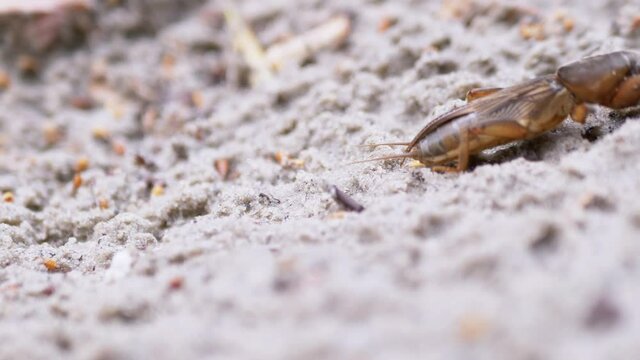 Gryllotalpa Medvedka Crawls Quickly on Wet Loose Sand. Large insect with a strong pectoral shell, long antennae, two pairs of tentacles, folded wings, furry paws. Animal in search of food outdoors.