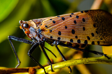 Spotted Lanternfly Lycorma Delicatula