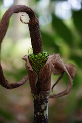 Amorphophallus paeoniifolius seeds (suweg, porang, elephant foot yam, whitespot giant arum) with a natural background