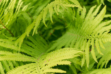 Green decorative leaves for backgrounds growing in the garden