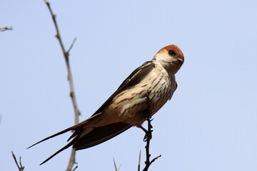 Gamkaberg Nature Reserve, Western Cape:, South Africa: Greater Striped Swallow