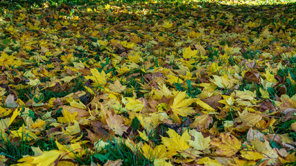 Obraz premium Yellow maple leaves have broken into green grass.