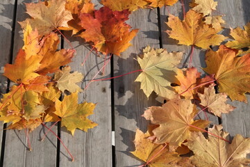 Naklejka na ściany i meble autumn maple leaves