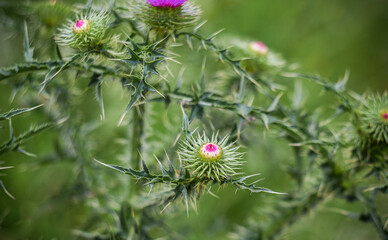 a thistle flower bud on a natural green background