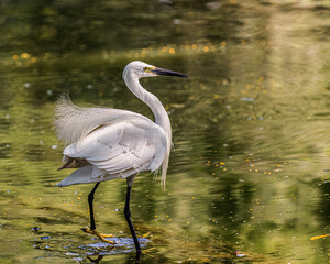 Naklejka premium A small egret near a lake
