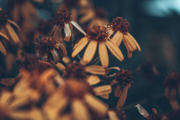 Flores del bosque (hermosas y naturales)