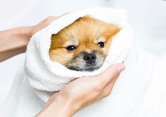 Cute little pomeranian in a white towel after bathing.