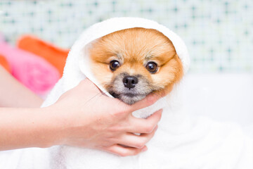 Cute little pomeranian in a white towel after bathing.