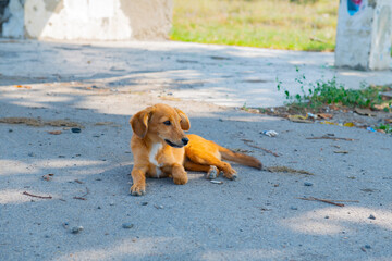 little dachshund puppy lying on the sidewalk