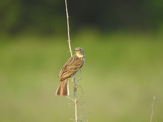 świergotek łąkowy