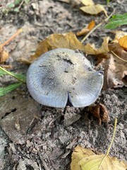 mushrooms in the forest