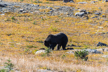 Grizzly Bear Looking For Food on Logan Pass, Glacier National Park, Montana, USA