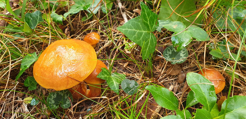 Panorama of orange mushroom suillus clintonianus grows in the grass in the forest.