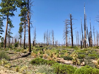 Bryce Canyon National Park in Utah.Rocky mountains erode and color a variety of landscapes.
A forest fire burned a part of the forest a few years ago, but now it is recovering.