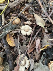 mushroom in the forest