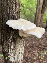 mushroom on a tree