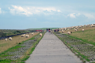 Radweg und Fußweg am Deich entlang durch Schafzuchtgebiet an der Nordseeküste - Stockfoto