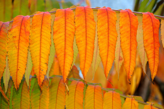 the leaves on the tree branch are yellow with orange. gradient in autumn. side view