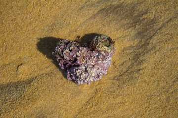 heart coral 