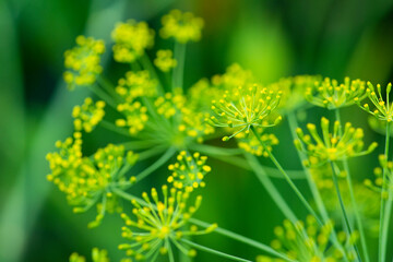 close up of a dill