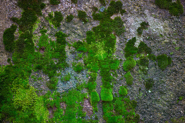 green moss on a tree in Batumi Botanical Garden