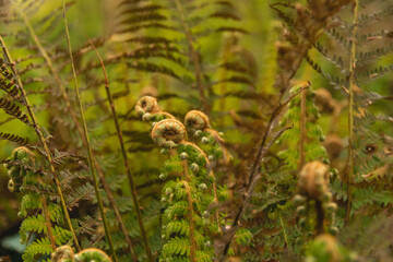 fern in the forest
